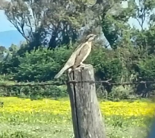 Torcicollo  - Riccardo de Santis