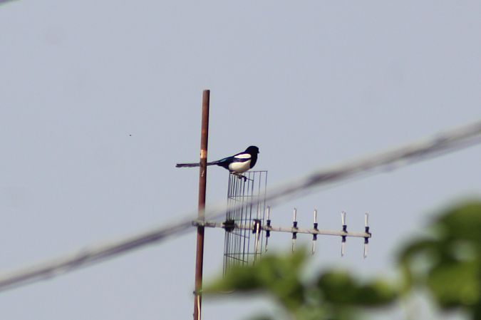 Gazza  - Giulia Trentin