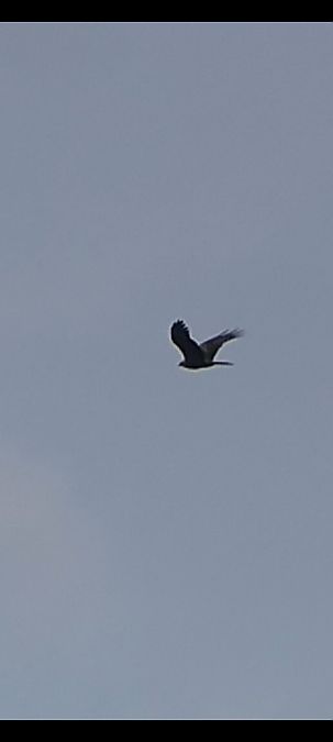 Nibbio bruno  - Daniele Zanutto