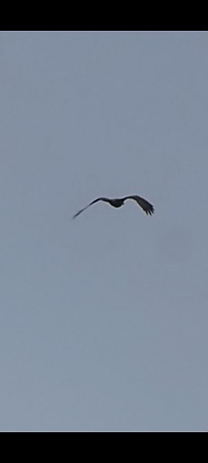 Nibbio bruno  - Daniele Zanutto