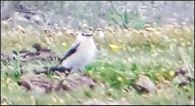 Culbianco  - Giuseppe Di Lieto