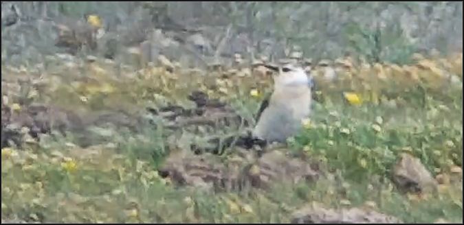 Culbianco  - Giuseppe Di Lieto