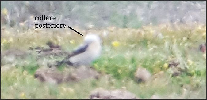 Culbianco  - Giuseppe Di Lieto