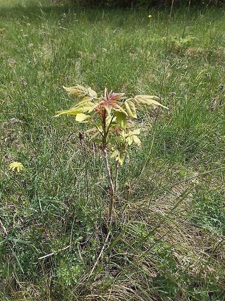 Ailanthus altissima  - Nicoletta Tomasi (FVG)