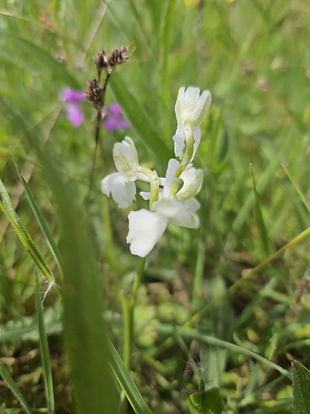 Anacamptis morio  - Cindy Delarue