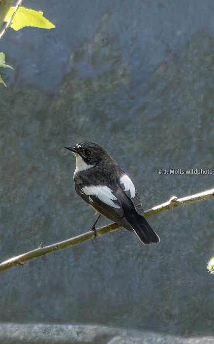 Mastegatatxes  - Jose Molis