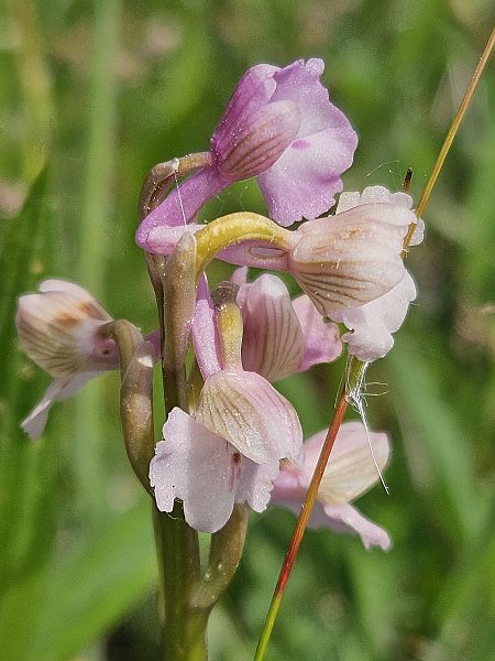 Anacamptis morio  - Cindy Delarue