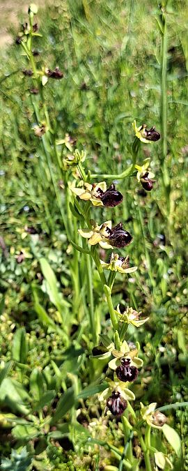 Ophrys incubacea 