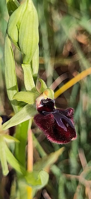 Ophrys incubacea  - Laurence Gourdel
