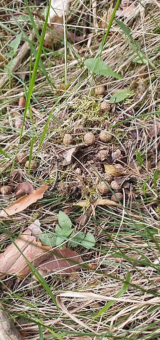 Lepre comune  - Roberto Toffoli