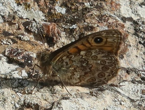 Lasiommata paramegaera  - Jean Toubert