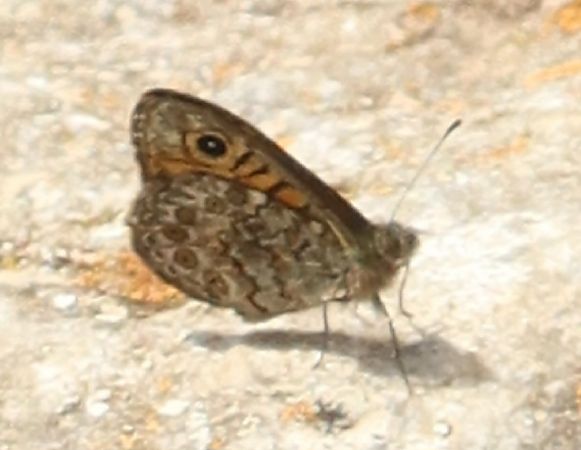 Lasiommata paramegaera  - Jean Toubert