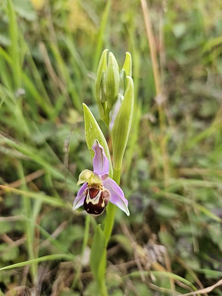 Ophrys apifera  - Didier Godreau