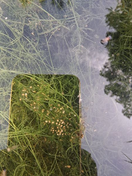 Granota verda  - Teresa Galo Pou