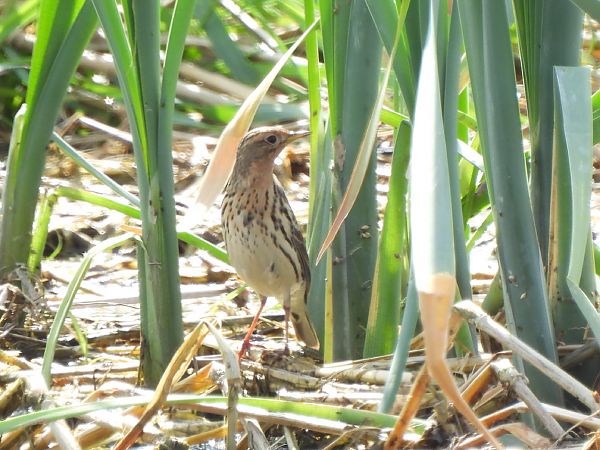 Piula gola-roja  - Joan Pessarrodona