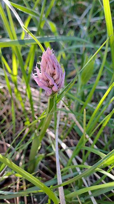 Neotinea tridentata  - Alice Adami (FVG)