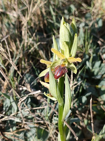 Ophrys sphegodes  - Isabel Casas Navarrete