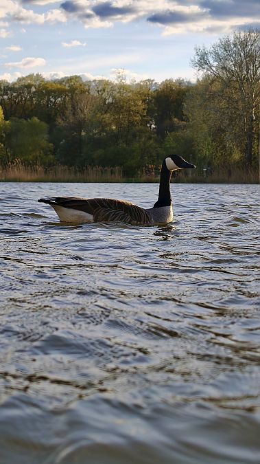 bernikla kanadyjska  - Mariusz Materna