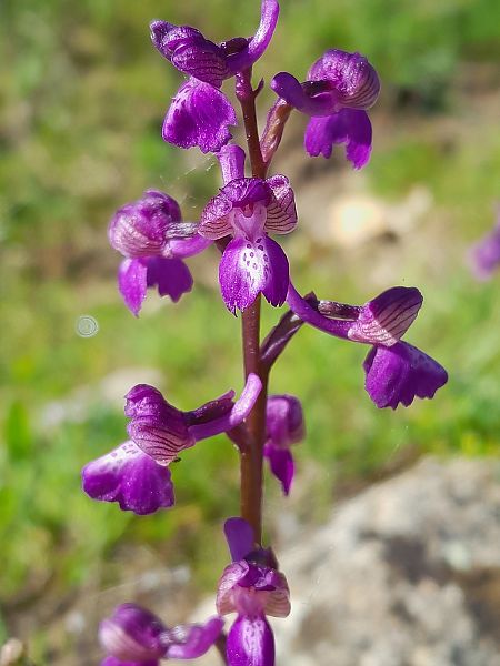 Anacamptis morio  - Florian Olivier