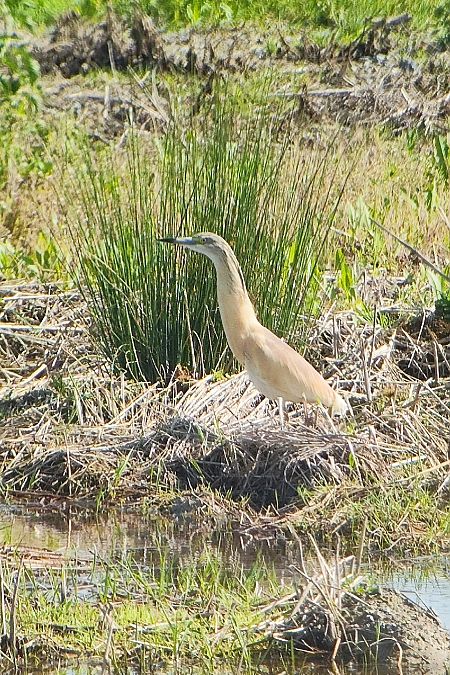 Martinet ros  - Martí Franch