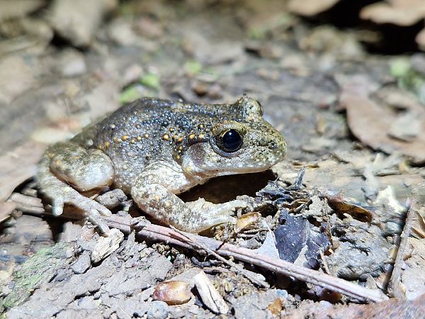 Tòtil comú  - Jana Marco