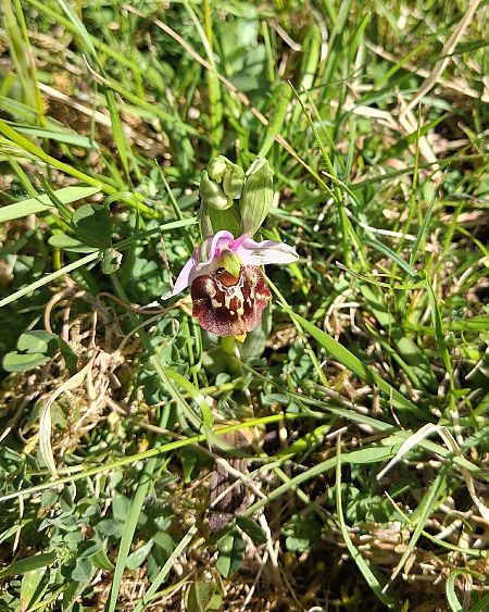 Ophrys fuciflora  - Charles Paillet