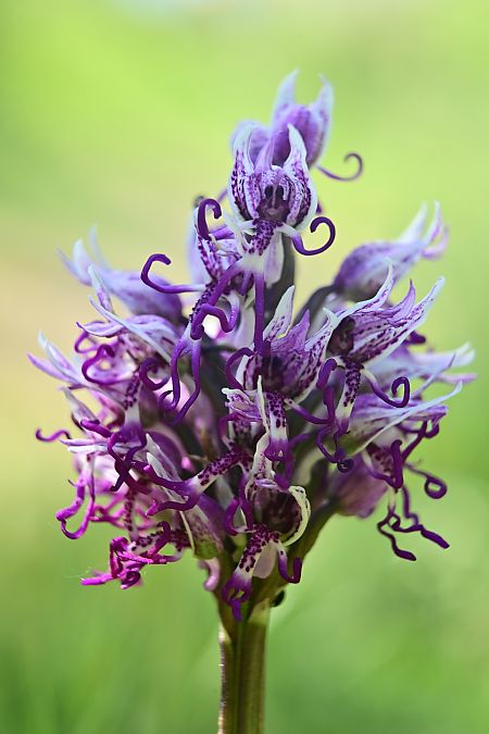 Orchis simia  - Frédéric Masson