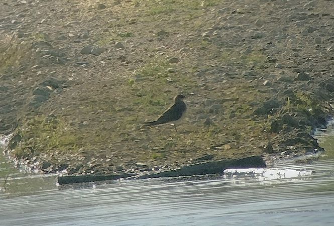 Pernice di mare  - Marco Cortemiglia