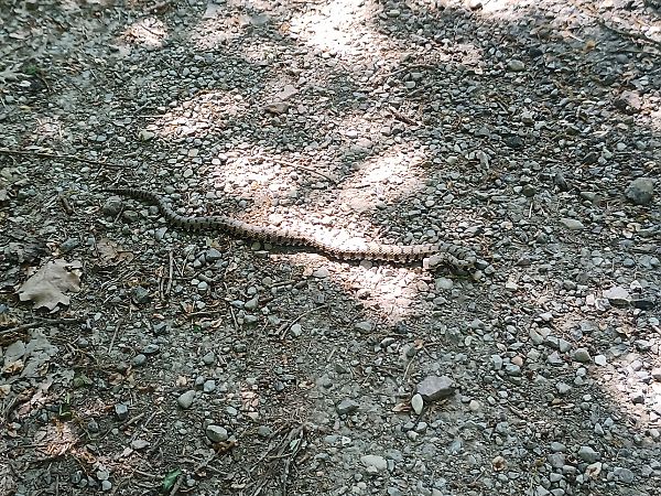 Vipera comune  - Claudio Danesi