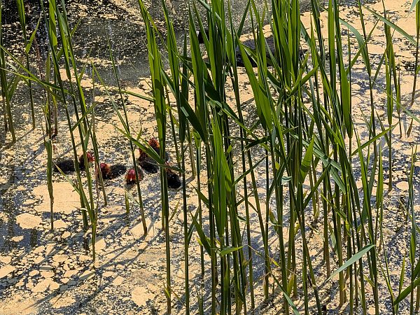 Folaga  - Paolo Pedrini