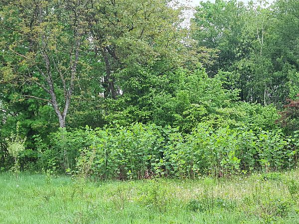 Fallopia japonica  - Ilaria Antoniutti (FVG)