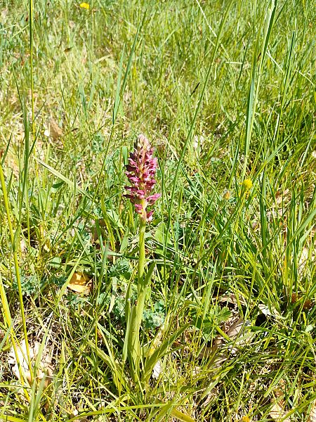 Anacamptis coriophora  - Mickael Viau