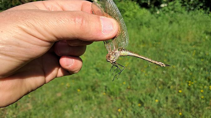 Anax ephippiger  - Roberto Fabbri