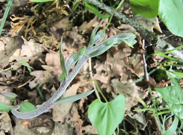 Epipactis microphylla  - Pimprenelle Ducati