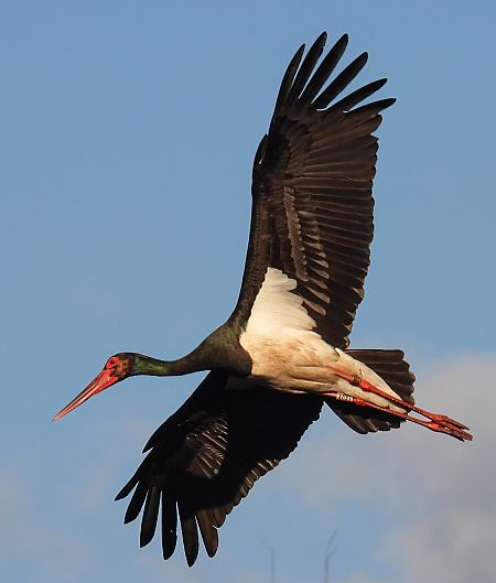 Cigogne noire  - Kacper Mikulski