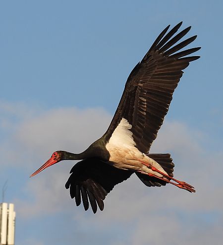 Cigogne noire  - Kacper Mikulski
