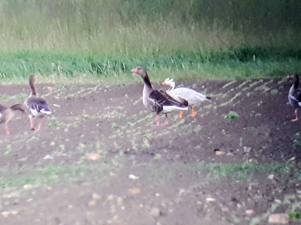 Oca indiana  - Lino Lipparini