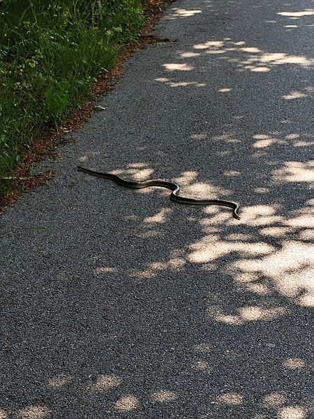 Saettone comune  - Tiziano Fiorenza (FVG)