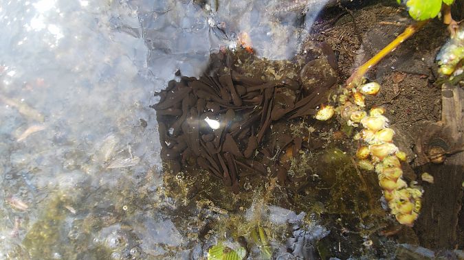 Rana temporaria  - Luca Borghesio