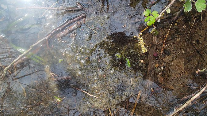 Rana temporaria  - Luca Borghesio
