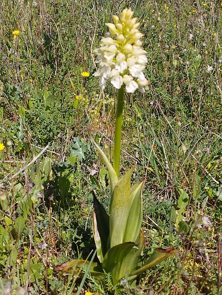 Orchis purpurea  - Gérard Joseph