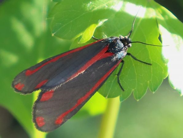 Tyria jacobaeae  - Jean Toubert