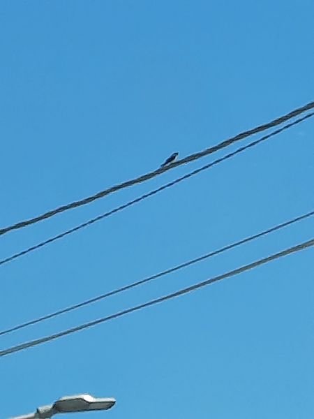 Rondine  - Bassano Riboni