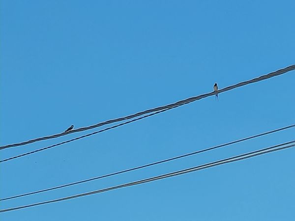 Rondine  - Bassano Riboni