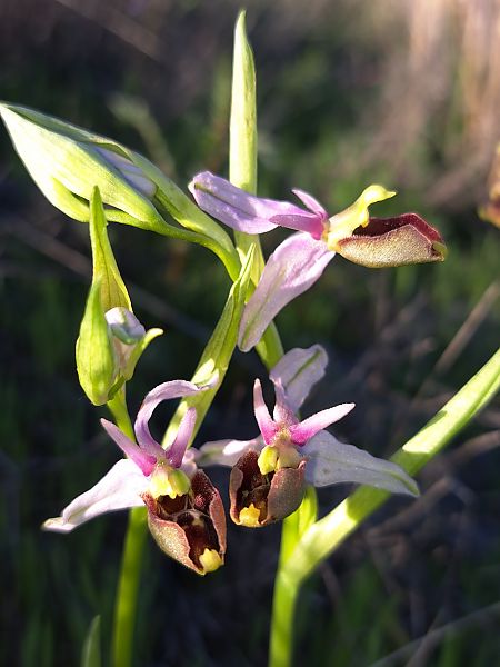 Ophrys fuciflora subsp. druentica  - Emmanuel Cosson