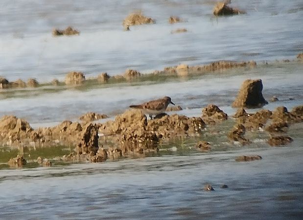 Gambecchio comune  - Marco Cortemiglia