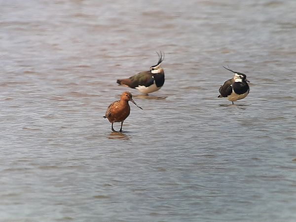 Barge rousse  - Franz Stoll