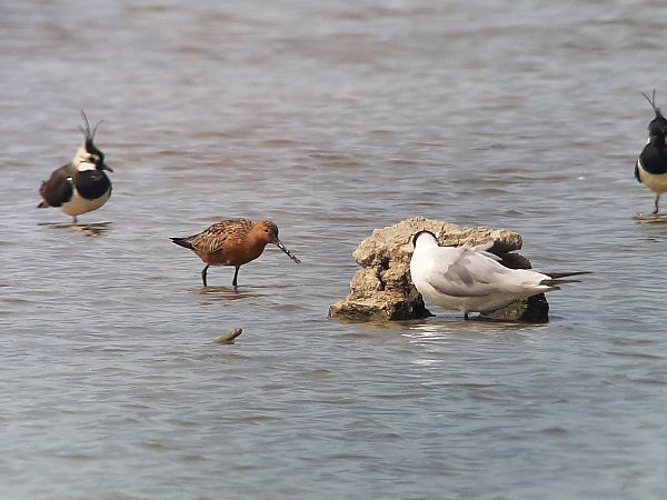 Barge rousse  - Franz Stoll