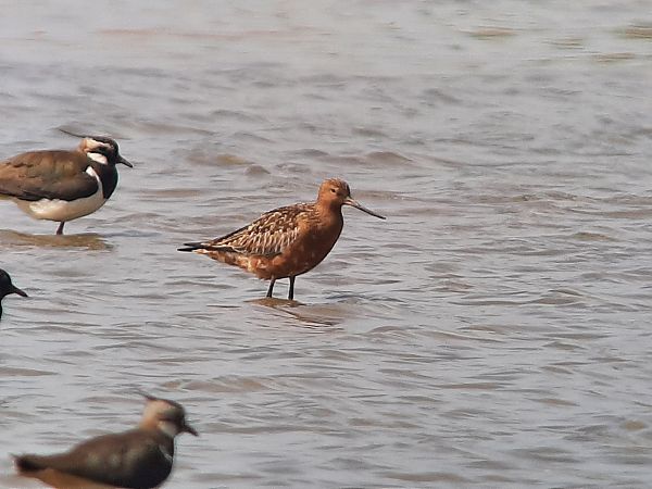 Barge rousse  - Franz Stoll