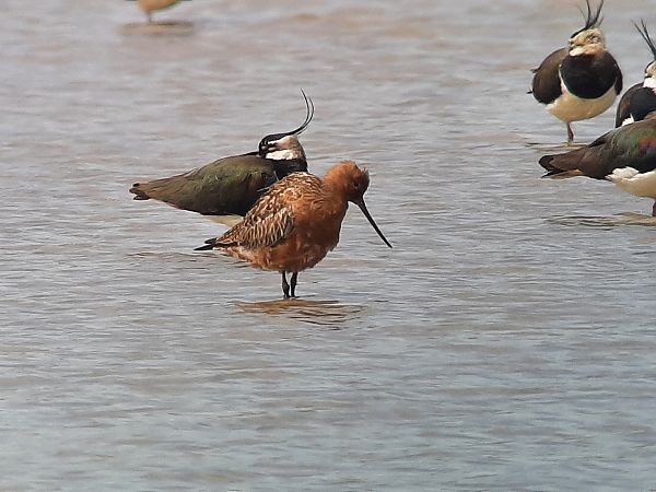 Barge rousse  - Franz Stoll
